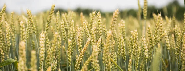 Поле пшениці на фоні заходу сонця — стокове фото