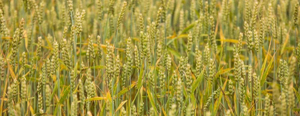 Campo de trigo sobre fondo del atardecer — Foto de Stock