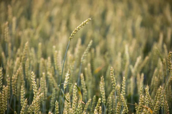 Campo de trigo sobre fondo del atardecer — Foto de Stock