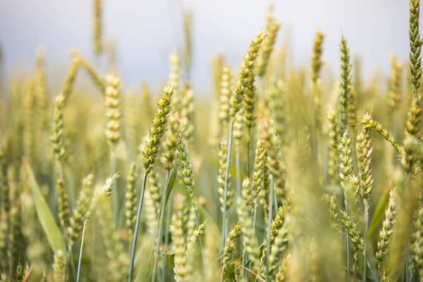 Поле пшениці на фоні заходу сонця — стокове фото