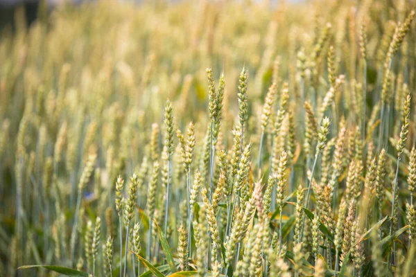 Campo di grano su sfondo tramonto — Foto Stock