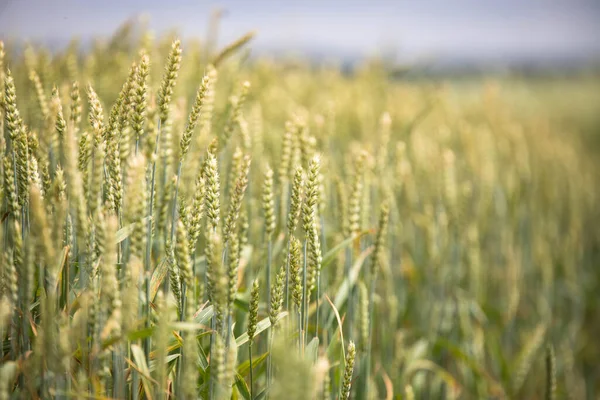 Пшеничное поле на фоне заката — стоковое фото