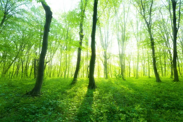 Solljus Den Gröna Skogen Vårtid — Stockfoto