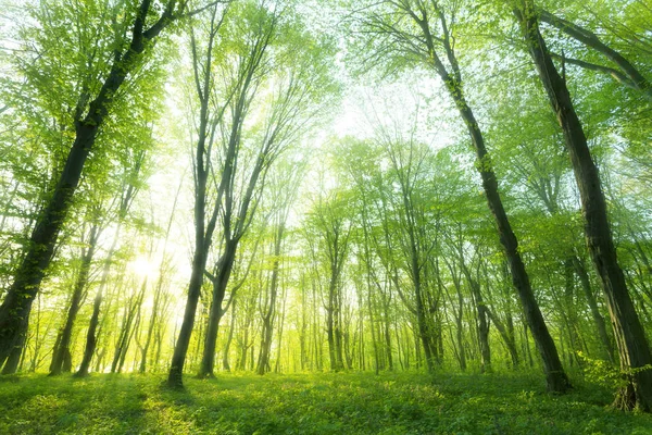 Solljus Den Gröna Skogen Vårtid — Stockfoto