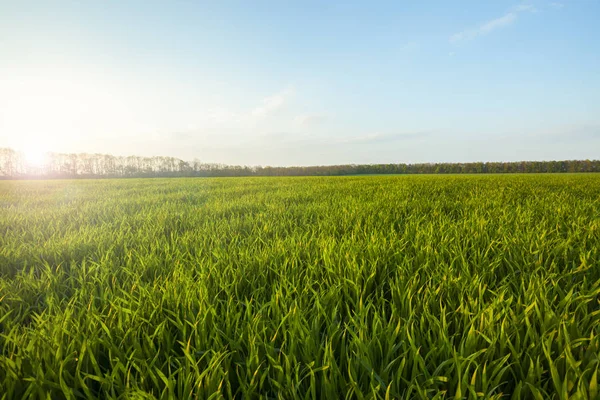 Gröna Ängen Blå Himmel Med Moln Solnedgång Fältet Landsbygden — Stockfoto