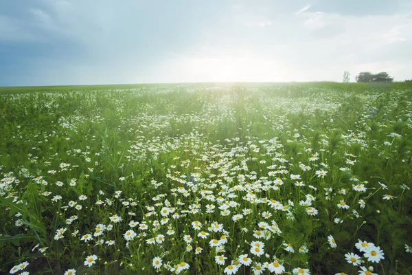 Gröna Ängen Blå Himmel Med Moln Vacker Natur Solnedgång Landskap — Stockfoto