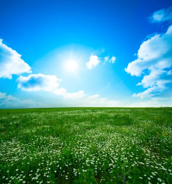 Green Meadow Blue Sky Clouds Beautiful Nature Sunset Landscape — Stock Photo, Image