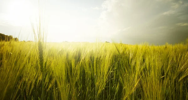 Gold Ears Wheat Blue Sky Clouds Wheat Field Closeup — Stock Photo, Image