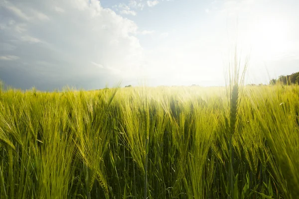 Guld Ører Hvede Mod Den Blå Himmel Skyer Hvedemark Closeup - Stock-foto