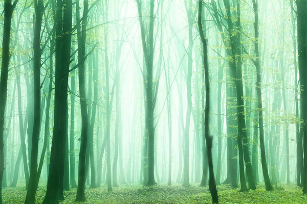 Mlha Slunečné Ráno Lese Létě Fantazie Lesa — Stock fotografie