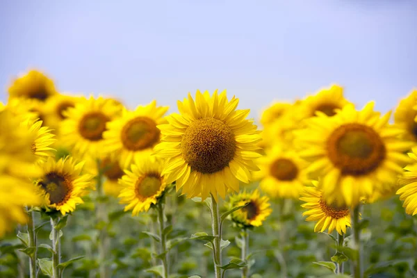 Bellissimo Paesaggio Con Campo Girasole Cielo Blu Nuvoloso — Foto Stock