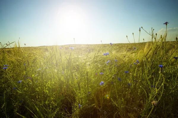 Зеленый Луг Голубым Небом Облаками Красивая Природа Закате — стоковое фото