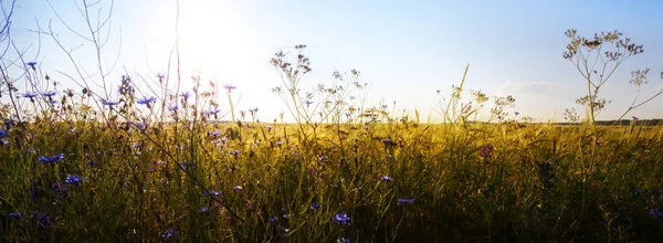 Gröna Ängen Blå Himmel Med Moln Vacker Natur Solnedgång Landskap — Stockfoto