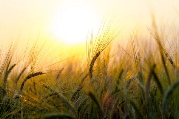 Пшеничное Поле Фоне Заходящего Солнца — стоковое фото
