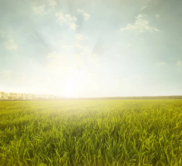 Gröna Ängen Blå Himmel Med Moln Solnedgång Fältet Landsbygden — Stockfoto