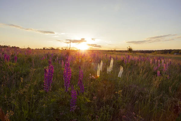 Krásný Pohled Vlčí Květy Zářící Slunečním Světle Krajina Venkově Jarní — Stock fotografie