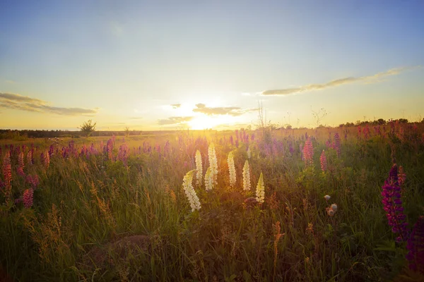 Vacker Utsikt Över Lupine Blommor Glöder Solljus Landskapet Landsbygden Med — Stockfoto