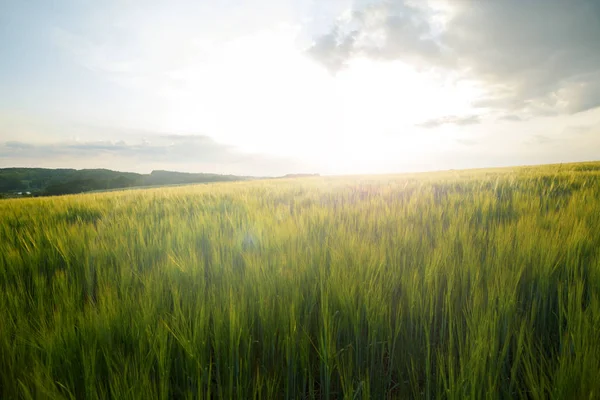 Groene Weide Onder Blauwe Hemel Met Wolken Prachtige Natuur Sunset — Stockfoto