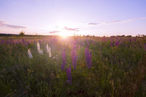 Bela Vista Flores Tremoço Brilhando Pela Luz Solar Paisagem Campo — Fotografia de Stock