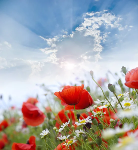 Bellissimi Fiori Papavero Nel Prato Fiori Papavero Rosso Selvatico — Foto Stock