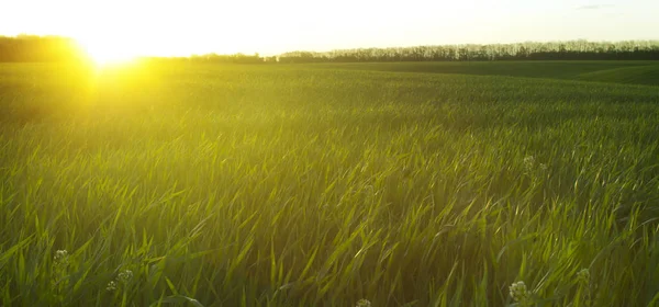 Orecchie Oro Grano Contro Cielo Azzurro Nuvole Primo Piano Campo — Foto Stock