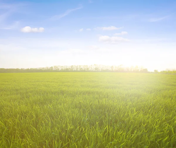 Prato Verde Sotto Cielo Blu Con Nuvole Tramonto Sul Campo — Foto Stock