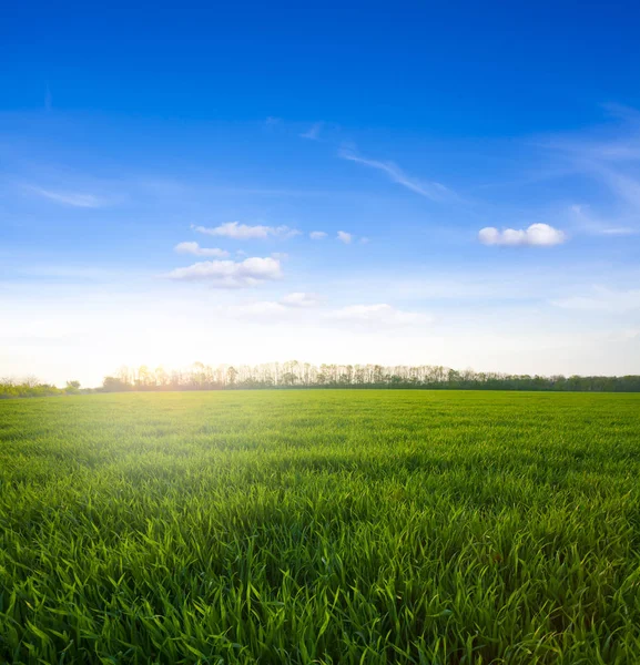 Prado Verde Sob Céu Azul Com Nuvens Pôr Sol Campo — Fotografia de Stock