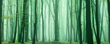 Foggy, sunny morning in summer forest. Fantasy forest. clipart