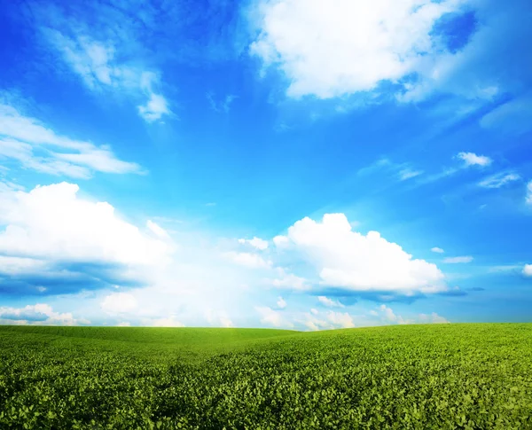 Groene Weide Onder Blauwe Hemel Met Wolken Prachtige Natuur Sunset — Stockfoto