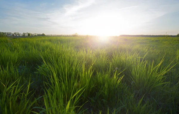 雲と青空の下で緑の牧草地 美しい自然夕日の風景 — ストック写真