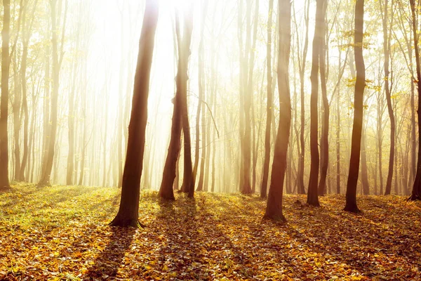 Mlha Slunečné Ráno Podzimním Lese Pohádkový Les Slunečního Světla Stíny — Stock fotografie