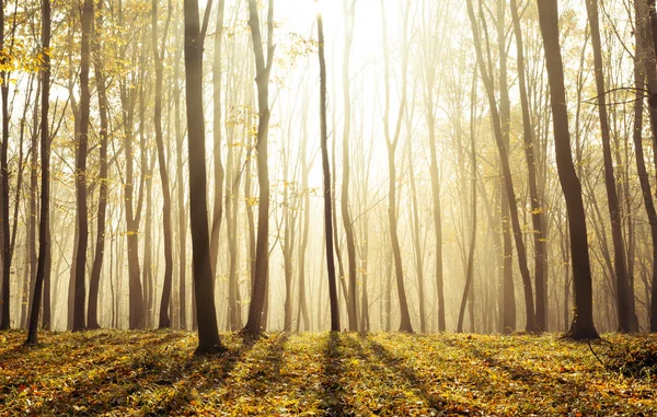 秋の森の霧 晴天の朝 おとぎ話の森太陽の光と影 — ストック写真