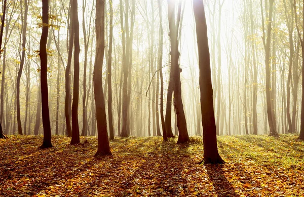 Foggy Manhã Ensolarada Floresta Outono Luz Solar Floresta Conto Fadas — Fotografia de Stock