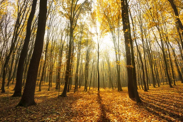 Ομίχλη Ηλιόλουστο Πρωί Φθινοπωρινό Δάσος Παραμύθι Δάσος Ηλιακό Φως Και — Φωτογραφία Αρχείου