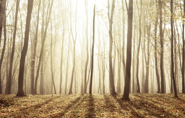 Ομίχλη Ηλιόλουστο Πρωί Φθινοπωρινό Δάσος Παραμύθι Δάσος Ηλιακό Φως Και — Φωτογραφία Αρχείου