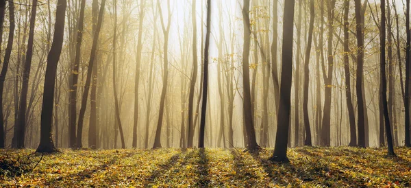 Neblig Sonniger Morgen Herbstlichen Wald Märchenwald Sonne Und Schatten — Stockfoto