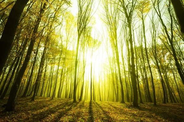 Sisli Güneşli Sabah Sonbahar Orman Fairytale Orman Güneş Işığı Gölgeler — Stok fotoğraf