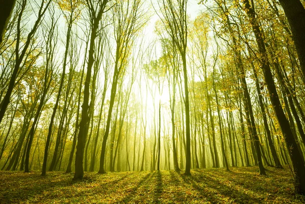 Foggy Matin Ensoleillé Dans Forêt Automne Conte Fées Forêt Lumière — Photo