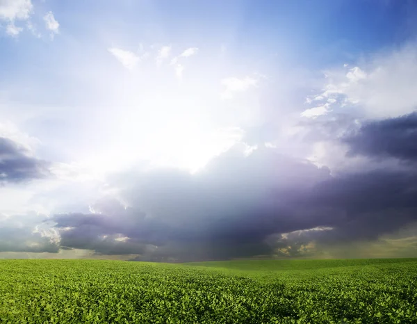 Zielona Łąka Pod Błękitne Niebo Chmurami Natura Piękny Zachód Słońca — Zdjęcie stockowe