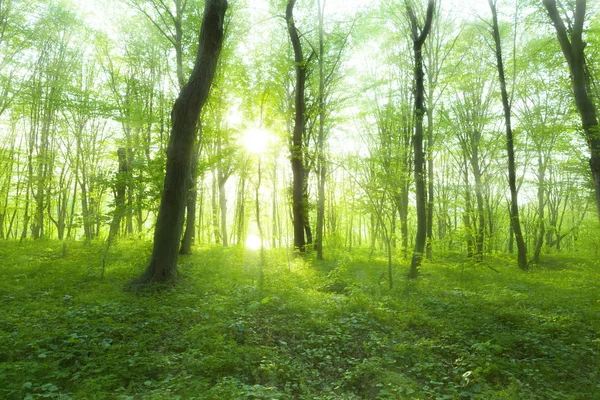 Luce Del Sole Nella Foresta Verde Primavera — Foto Stock