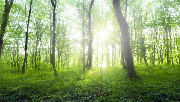 緑の森の中の日光 春の時間 — ストック写真