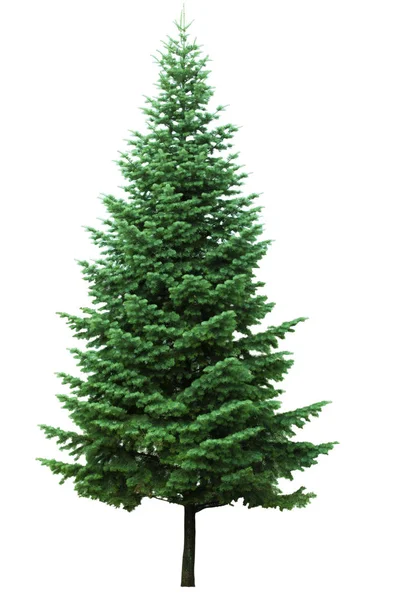 Kerstboom Geïsoleerd Witte Achtergrond Veenboom Zonder Decoratie — Stockfoto