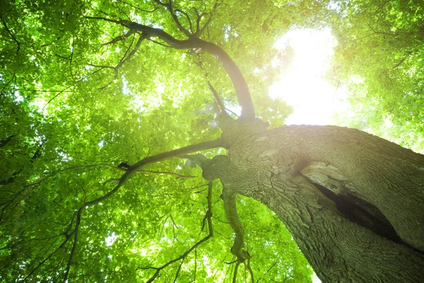 Waldbäume Sonnenlicht Grünen Wald Frühlingszeit — Stockfoto