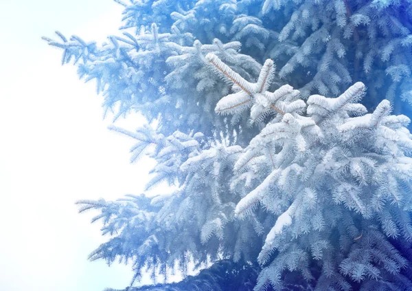 Weihnachtsbaum Isoliert Auf Weißem Hintergrund Tanne Ohne Dekoration — Stockfoto