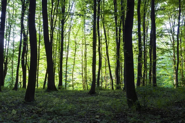 Yeşil Ormanda Güneş Işığı Bahar Zamanı — Stok fotoğraf