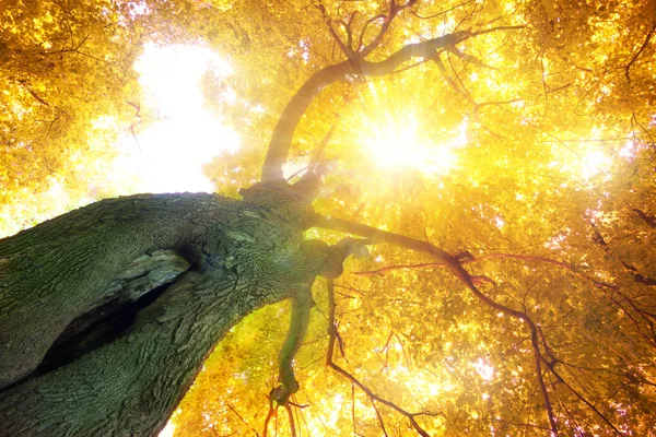 Strom Roste Podzim Nahoru Slunce Mezi Listy — Stock fotografie