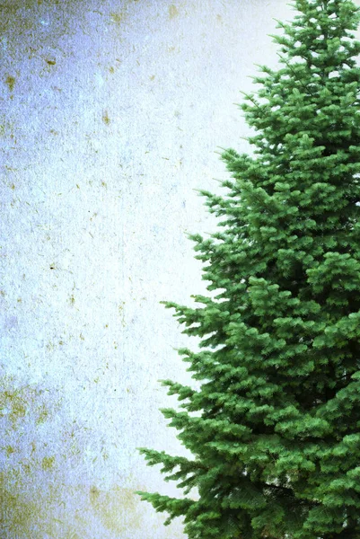 Albero Natale Sfondo Vecchio Con Grunge Texture Abete Senza Decorazione — Foto Stock