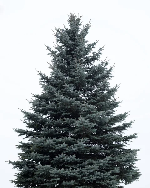 Choinka Odizolowana Białym Tle Drzewo Jodłowe Bez Dekoracji — Zdjęcie stockowe