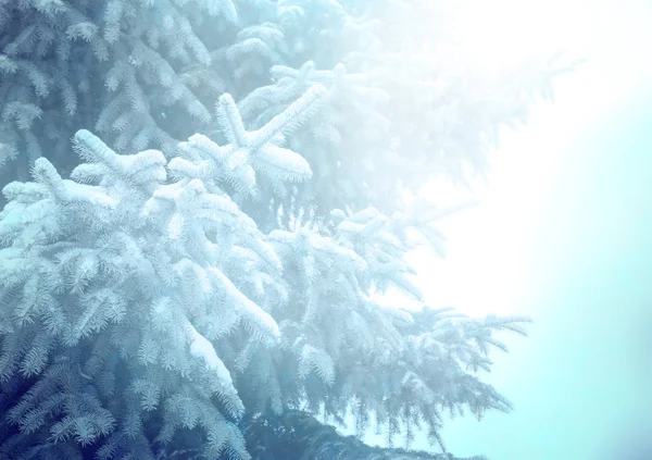 Arbre Noël Isolé Sur Fond Blanc Sapin Sans Décoration — Photo