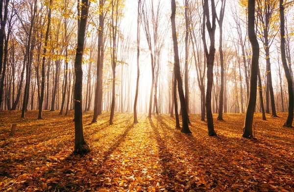 秋の森の霧 晴天の朝 おとぎ話の森太陽の光と影 — ストック写真